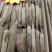 黄码褂红参，多种规格，原产地发货，大量供货