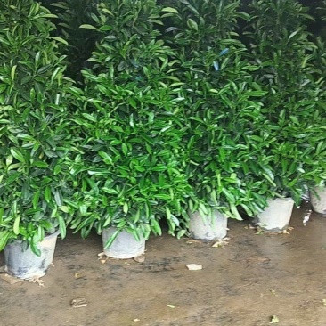 基地直销各种型号非洲茉莉