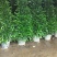 基地直销各种型号非洲茉莉