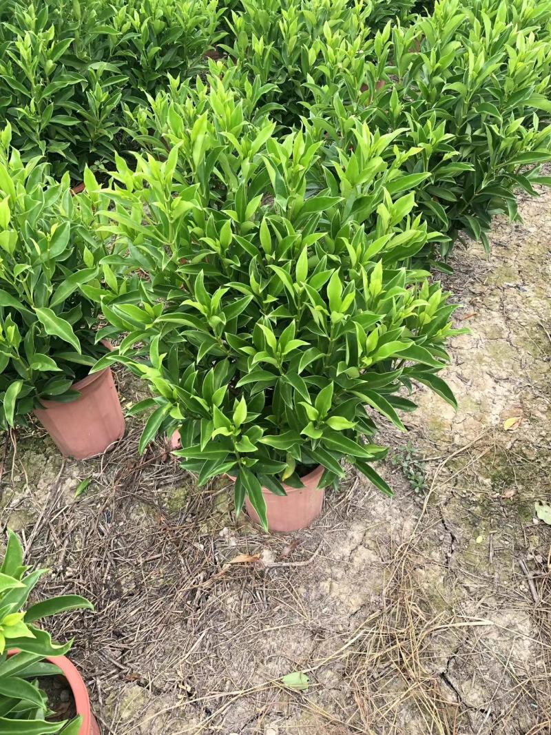 基地直销各种型号非洲茉莉