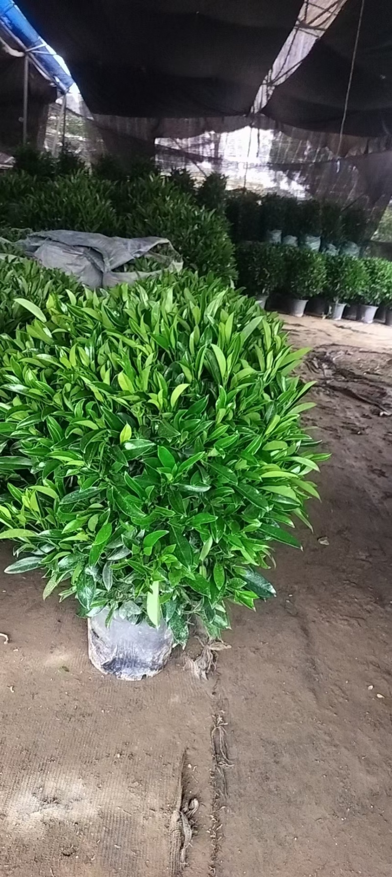 基地直销各种型号非洲茉莉