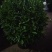 基地直销各种型号非洲茉莉