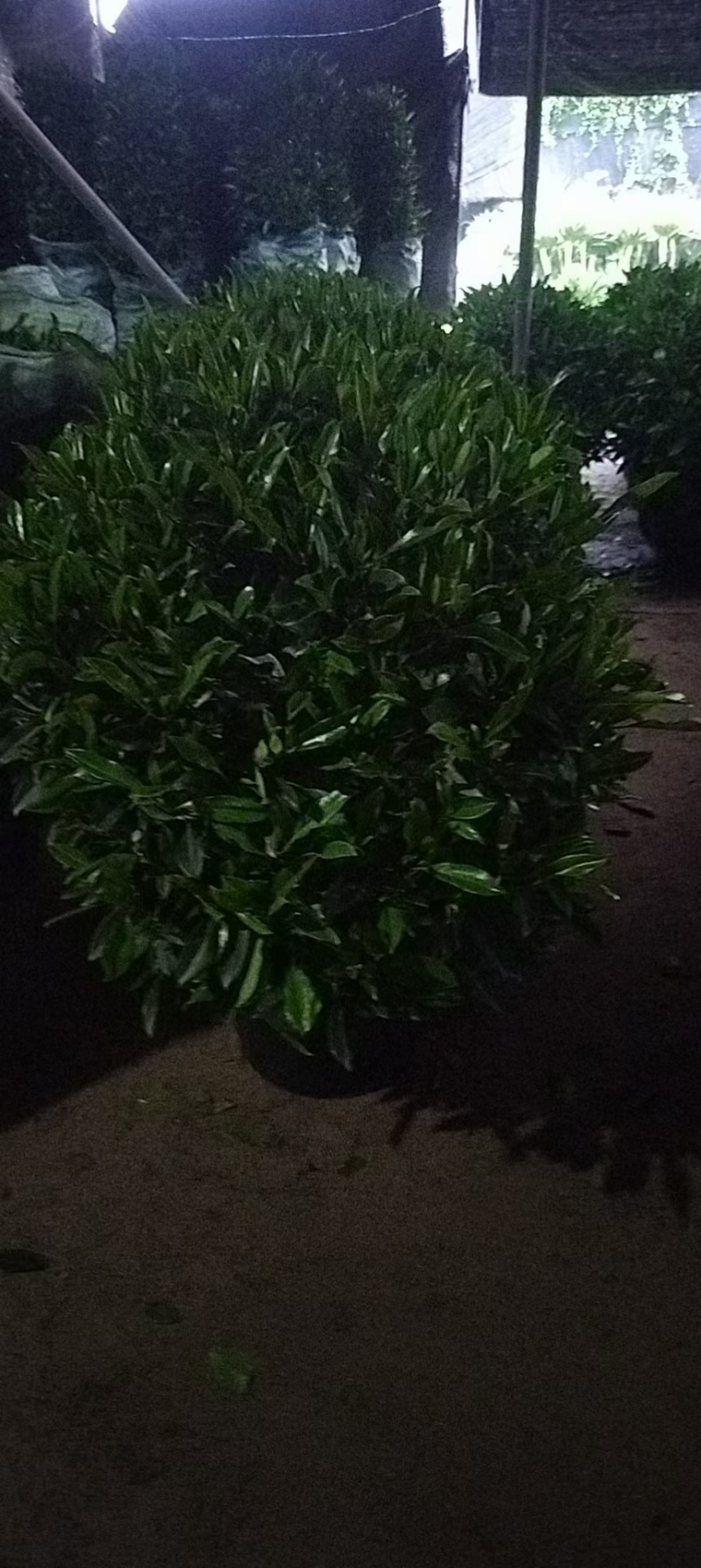 基地直销各种型号非洲茉莉
