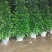 基地直销各种型号非洲茉莉