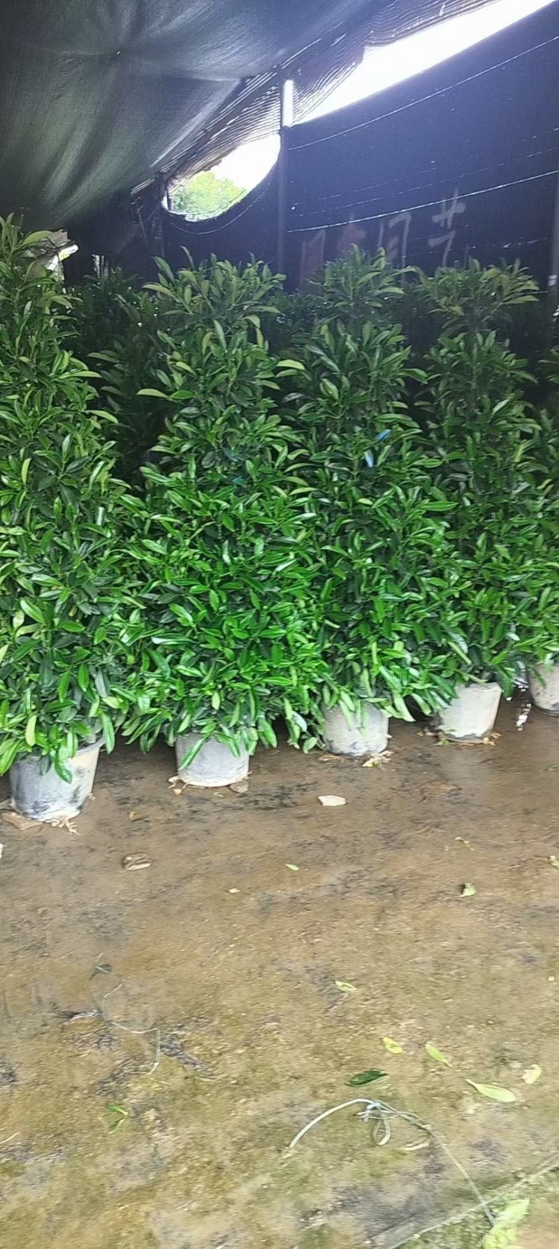 基地直销各种型号非洲茉莉