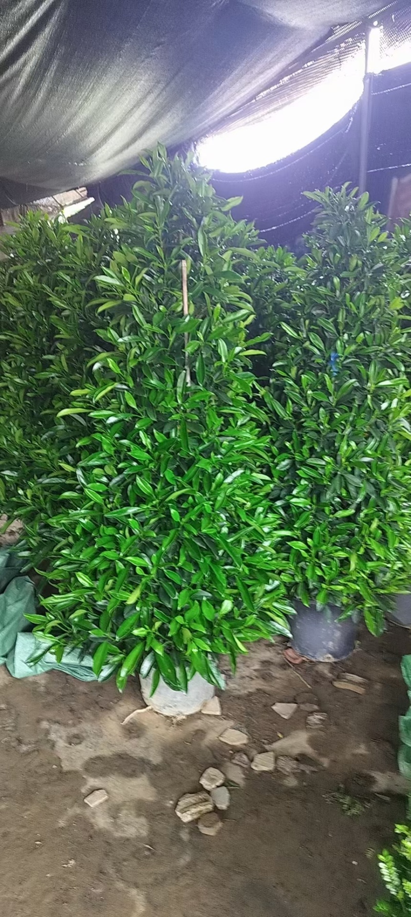 基地直销各种型号非洲茉莉