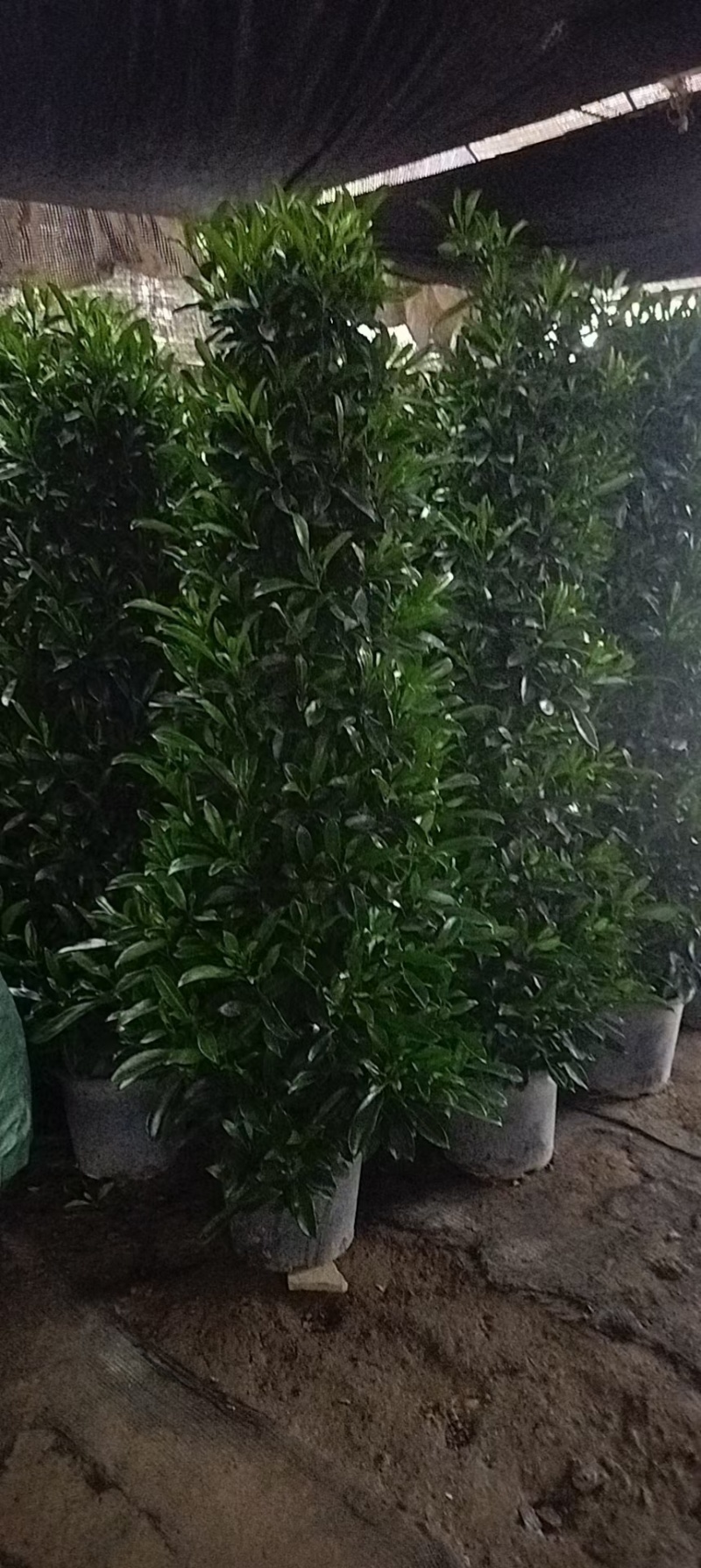 基地直销各种型号非洲茉莉