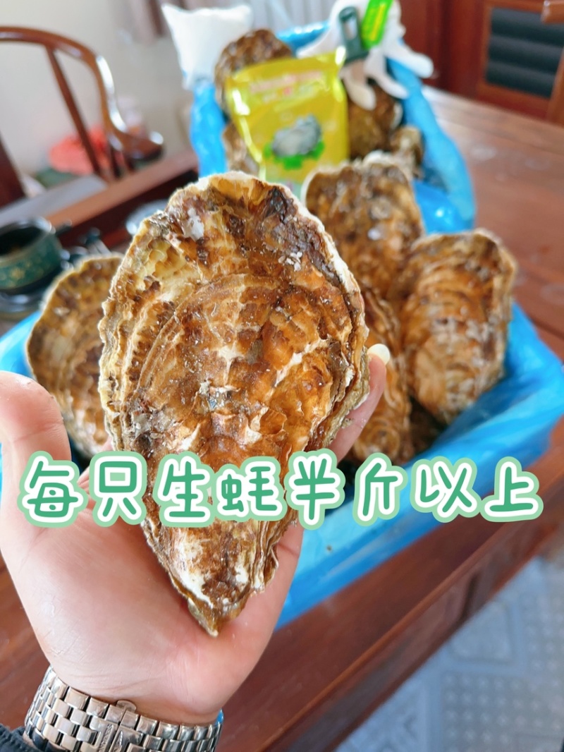 乳山生蚝刺身生蚝高压锅生蚝三倍体电商社区团购专用
