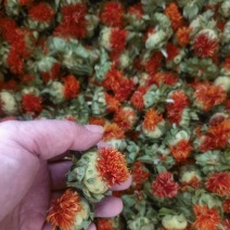 鲜红花果红花丝红花籽云南产新红花西域红花