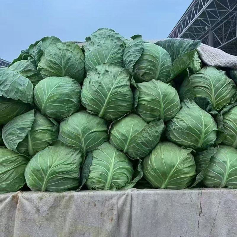 邯郸精品甘蓝无根产地发货货源稳定，品质保障欢迎电话看货