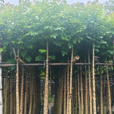 火焰木基地直销3-4-5-6公分，