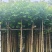 火焰木基地直销3-4-5-6公分，