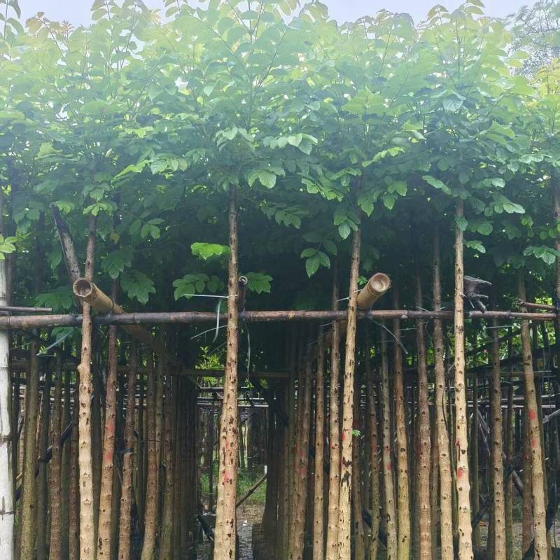 火焰木基地直销3-4-5-6公分，