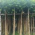 火焰木基地直销3-4-5-6公分，