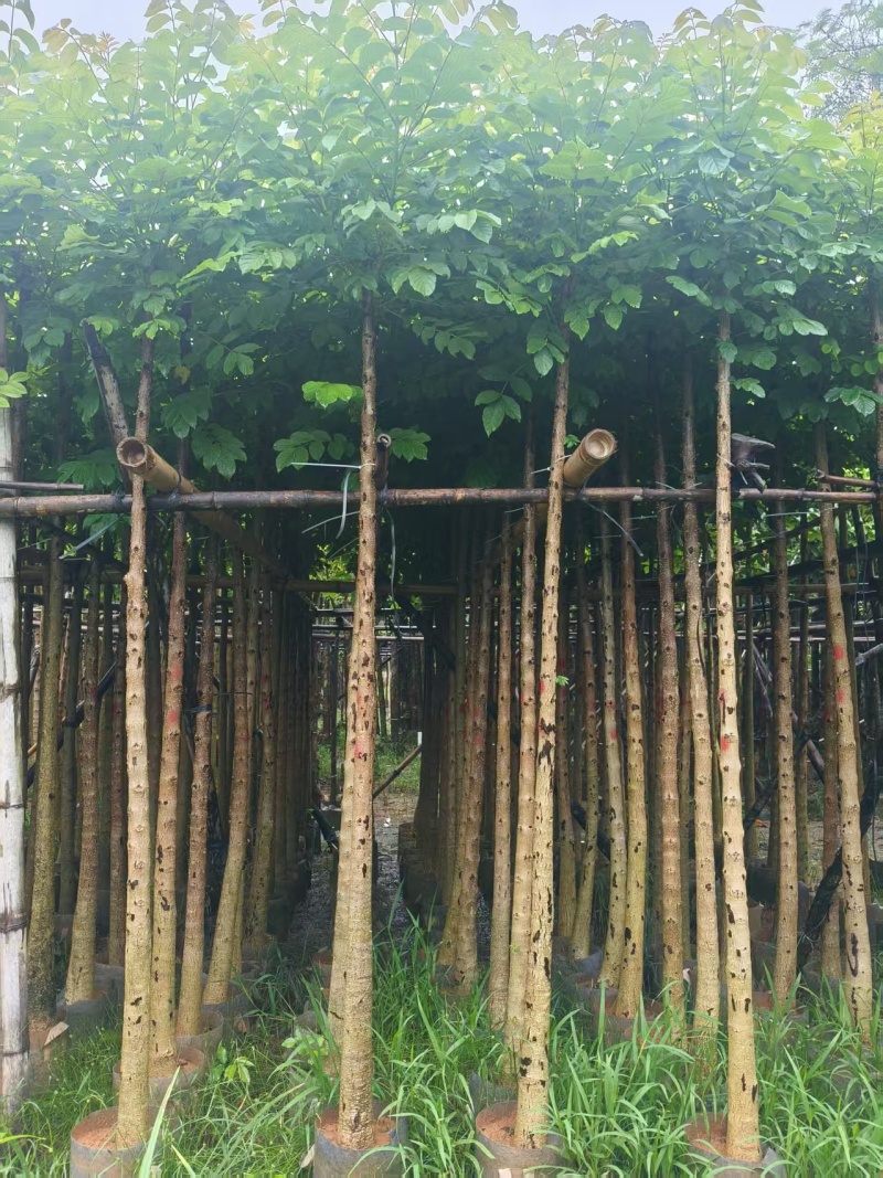 火焰木基地直销3-4-5-6公分，