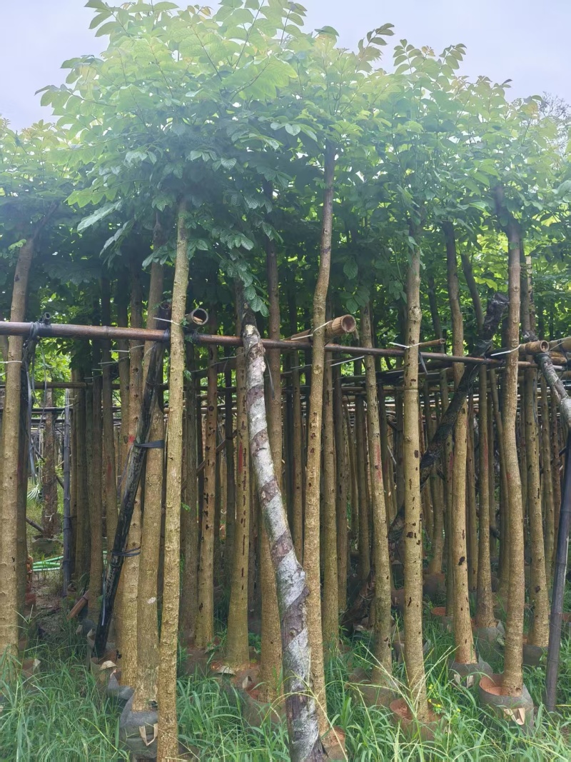 火焰木基地直销3-4-5-6公分，