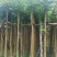 火焰木基地直销3-4-5-6公分，