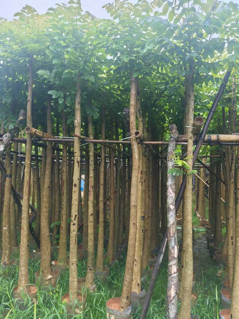 火焰木基地直销3-4-5-6公分，