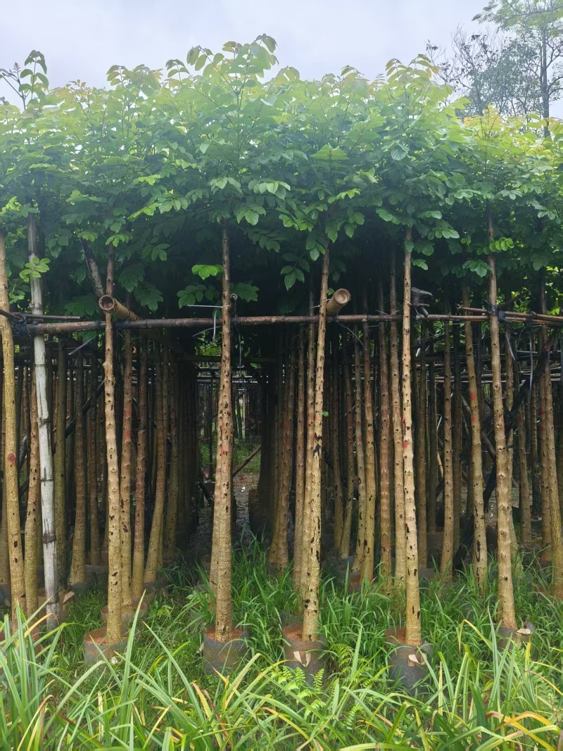 火焰木基地直销3-4-5-6公分，