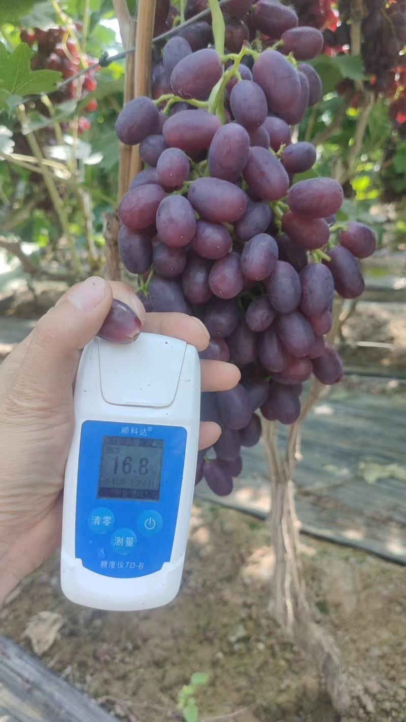 巨盛葡萄，暖棚大量上市中，供应各大批发商