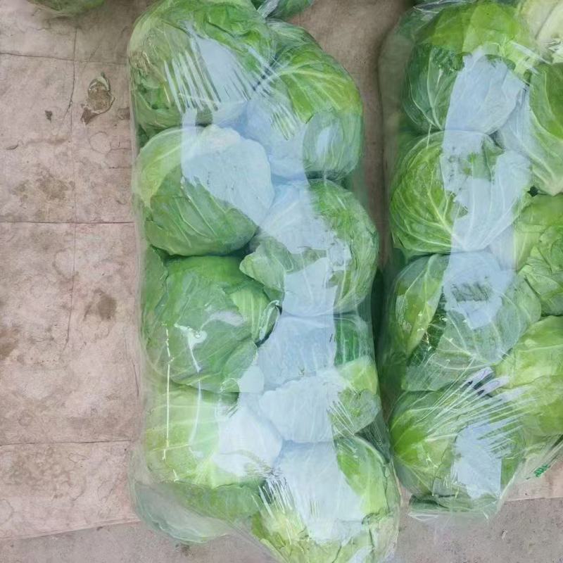邯郸精品甘蓝无根产地发货货源稳定，品质保障欢迎电话看货