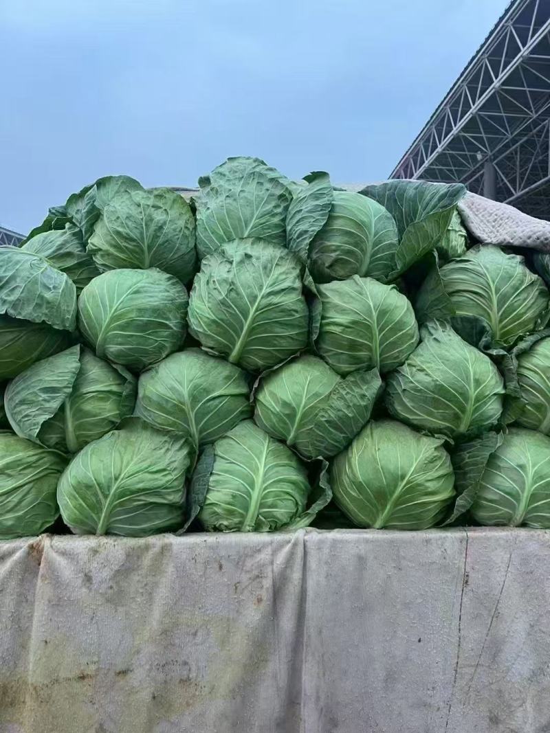 邯郸精品甘蓝无根产地发货货源稳定，品质保障欢迎电话看货