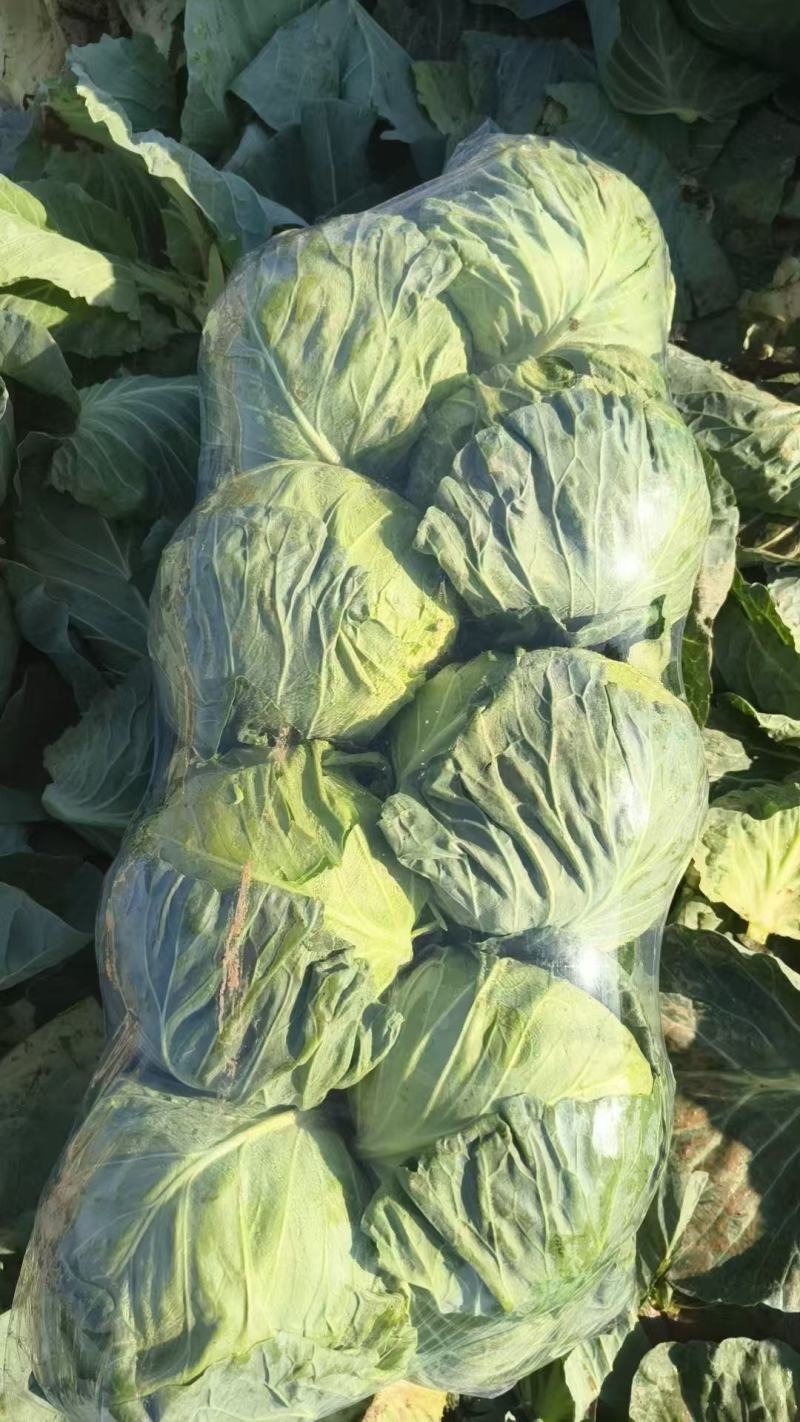 邯郸精品甘蓝无根产地发货货源稳定，品质保障欢迎电话看货