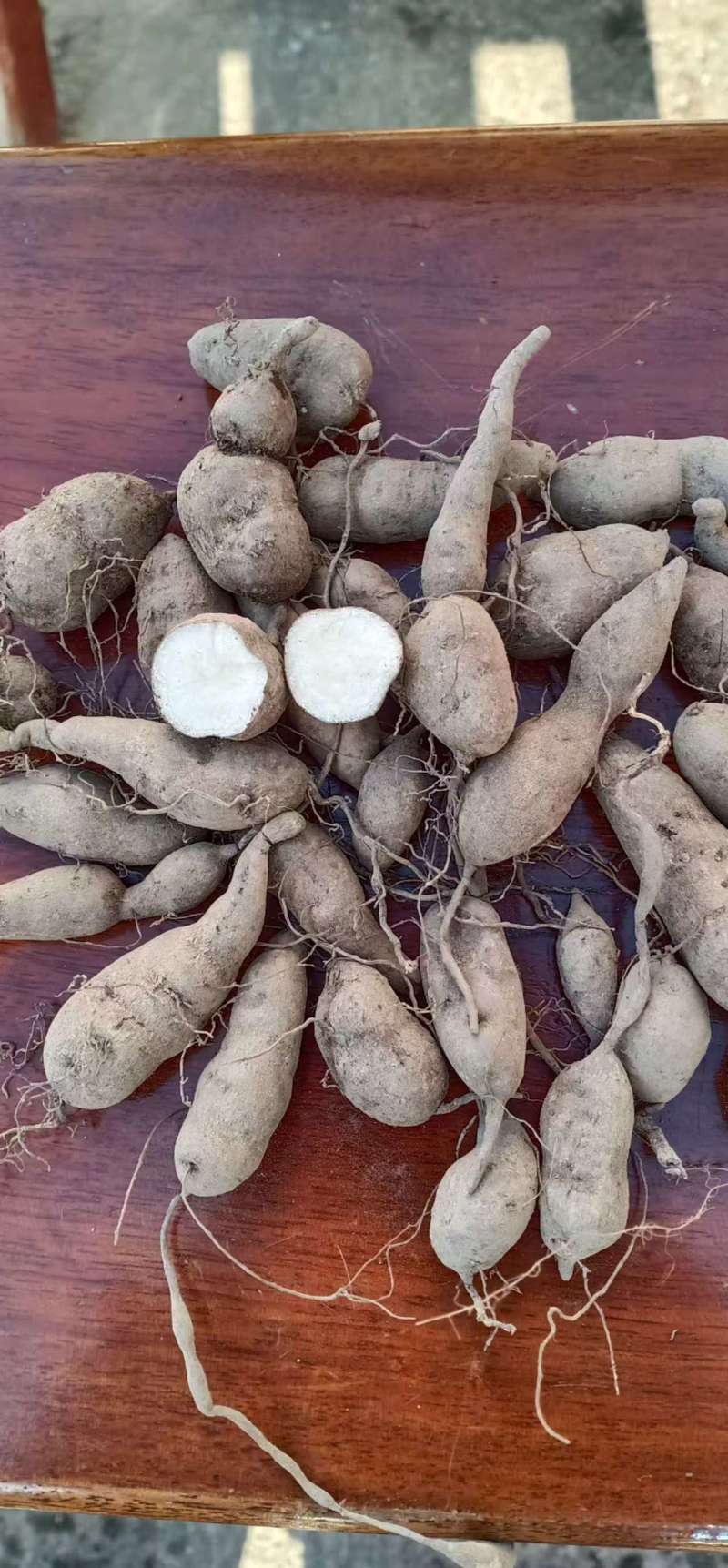 广西三叶青苗，三叶青枝条，根须苗供应，提供种植技术，回收