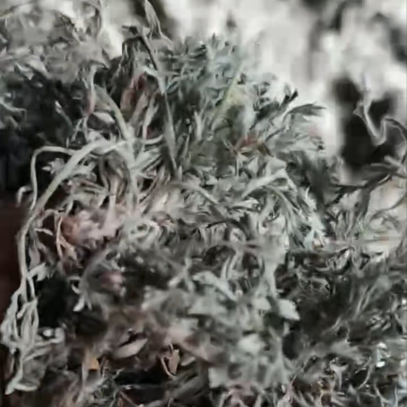 野生茵陈产地直销