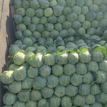 橄榄菜大量有货需要的联系我价格便宜***********
