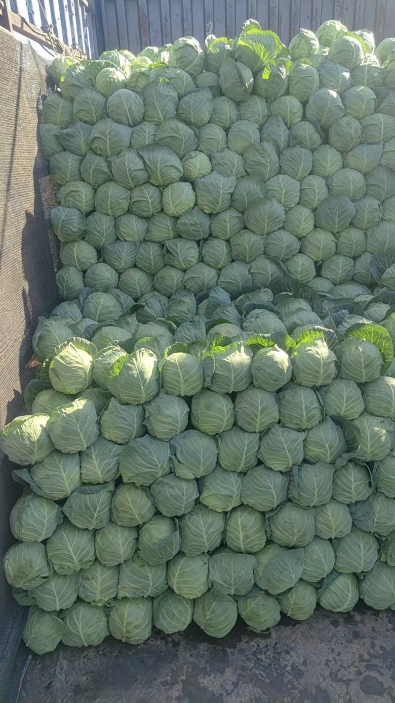 橄榄菜大量有货需要的联系我价格便宜***********
