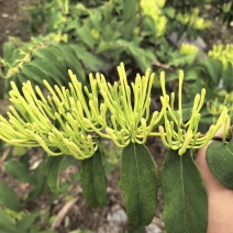 新鲜金银花，湿金银花