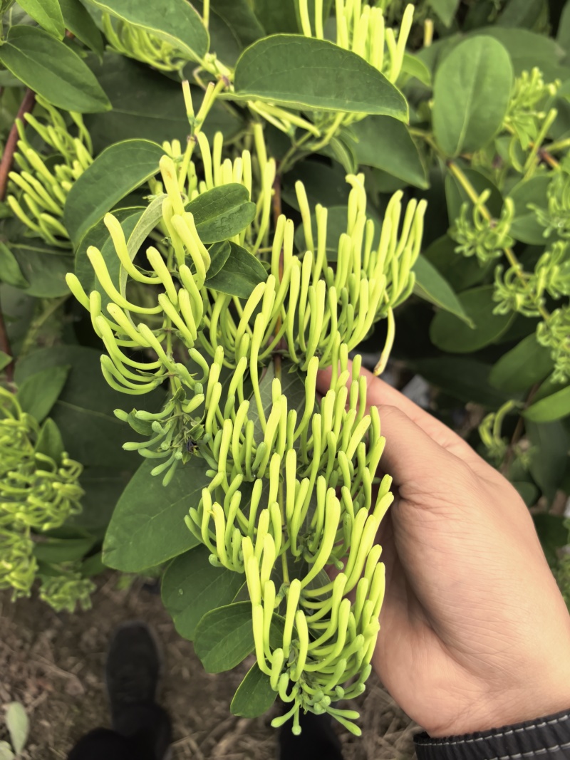 新鲜金银花，湿金银花