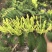 新鲜金银花，湿金银花