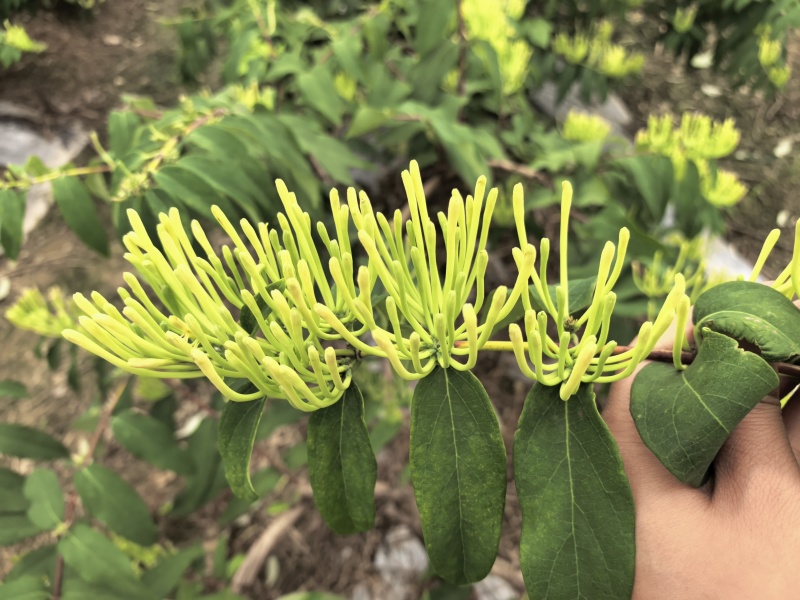 新鲜金银花，湿金银花