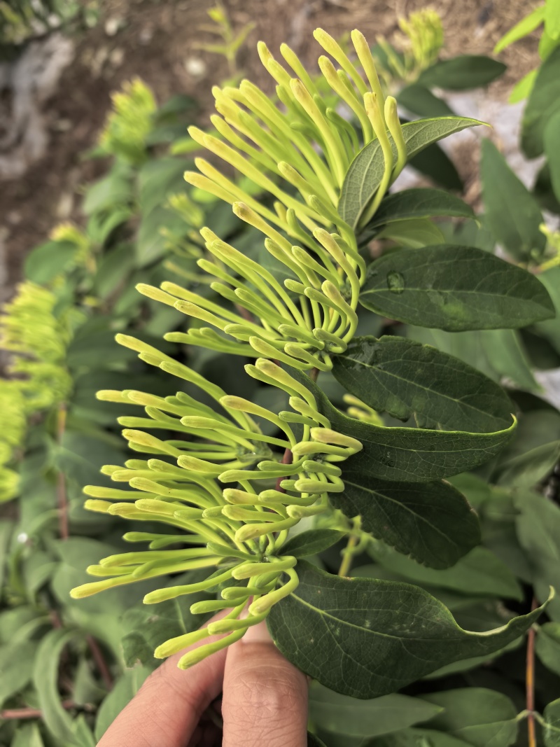 新鲜金银花，湿金银花