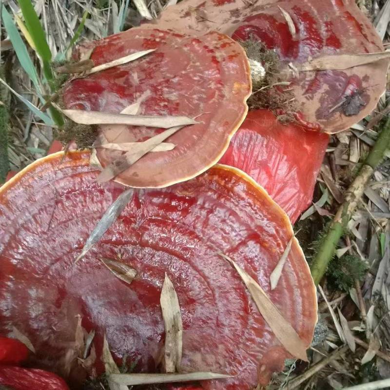 高山云衫灵芝产自四川乐山海拔两千米以上的药食同源