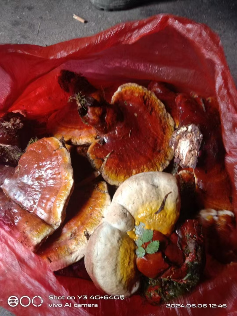 高山云衫灵芝产自四川乐山海拔两千米以上的药食同源