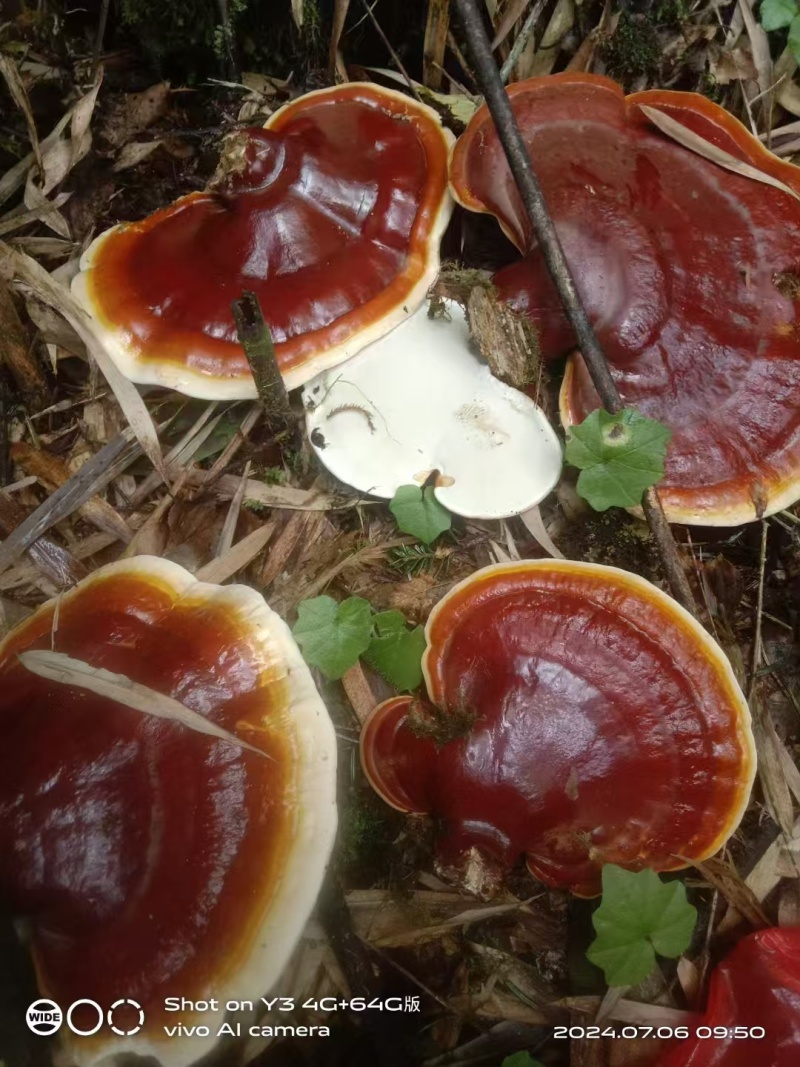 高山云衫灵芝产自四川乐山海拔两千米以上的药食同源