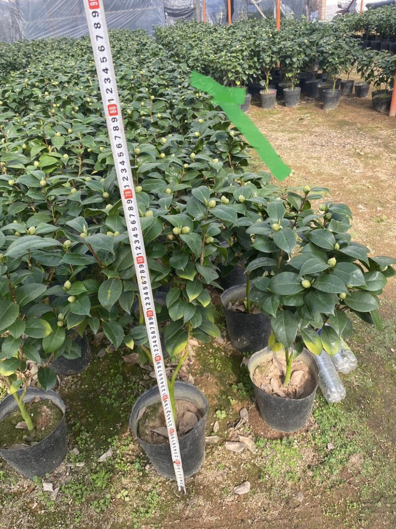 十八学士茶花