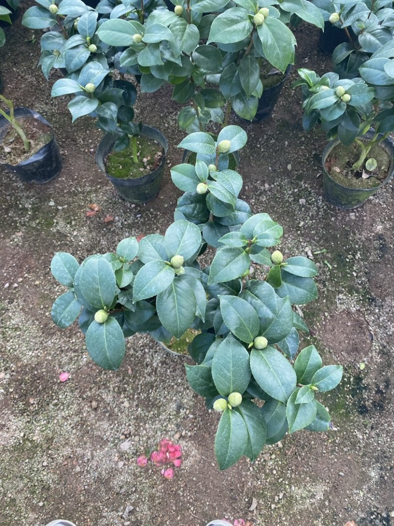 十八学士茶花