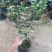 十八学士茶花