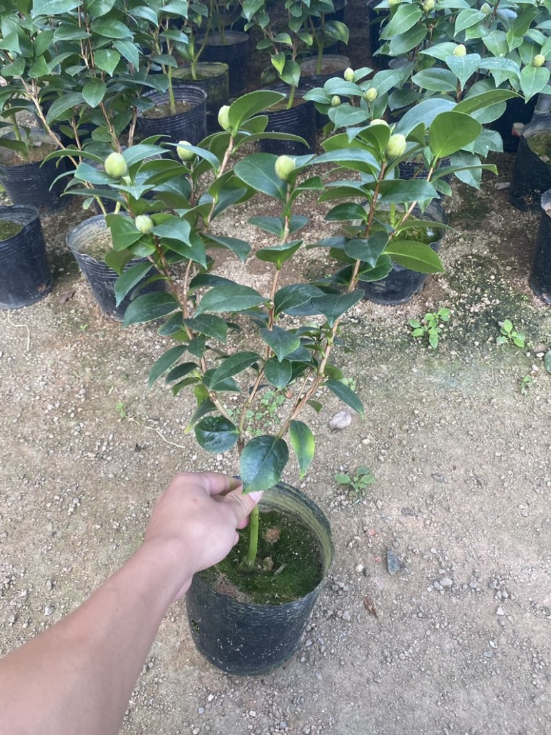 十八学士茶花