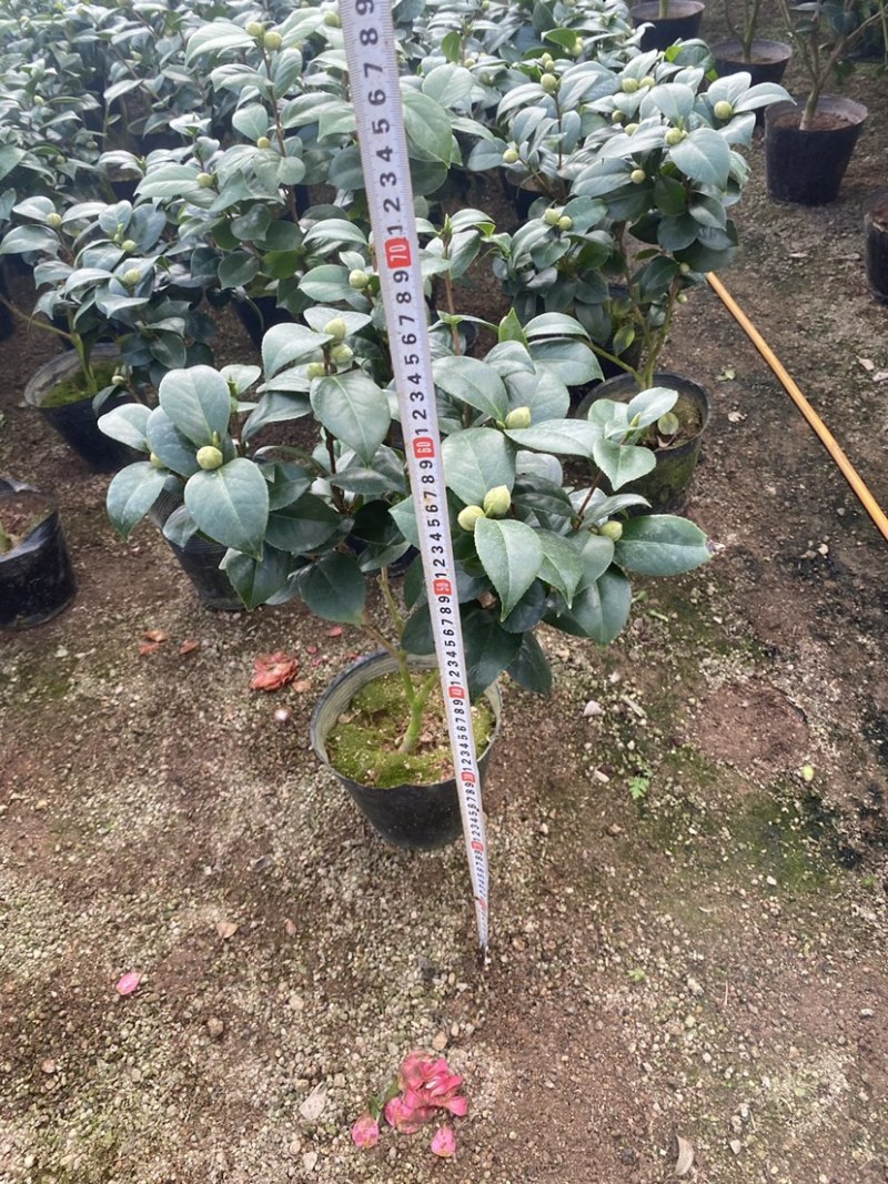 十八学士茶花