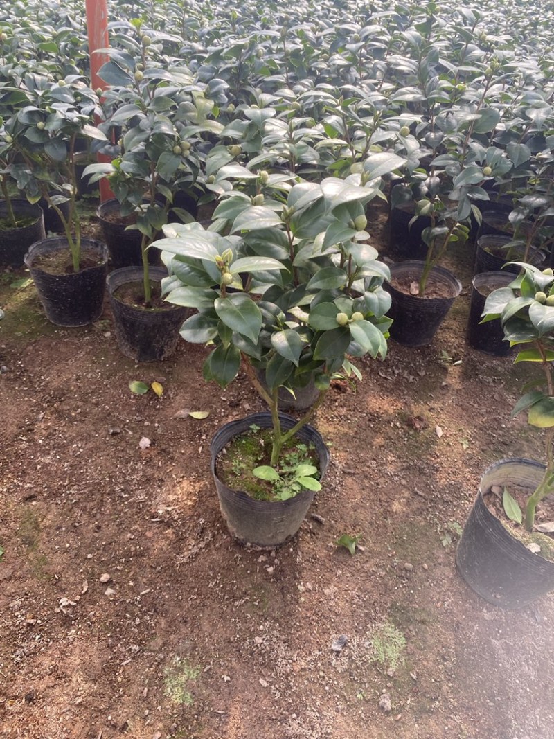 十八学士茶花
