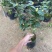 十八学士茶花