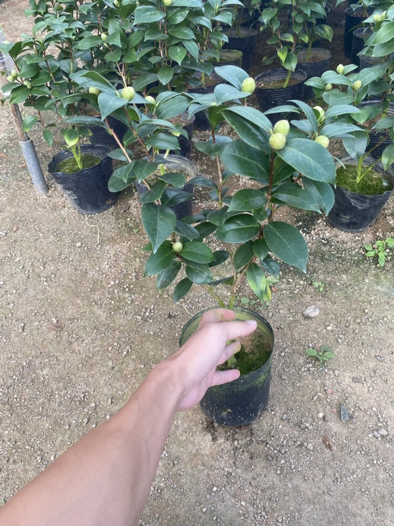 十八学士茶花