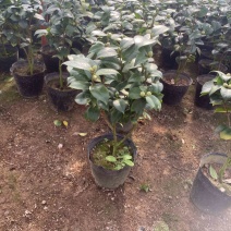 十八学士茶花