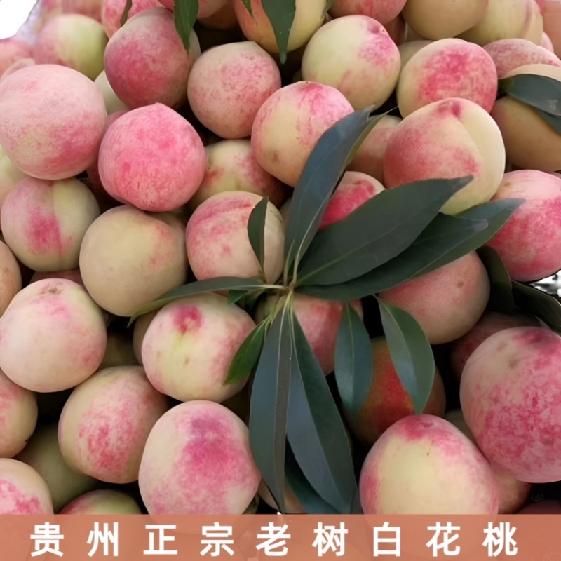 贵州大山⛰️红心脱核白花桃，口感（脆甜爽口），，