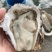 精品大连生蚝刺身生蚝三倍体牡蛎一件起批全国发货